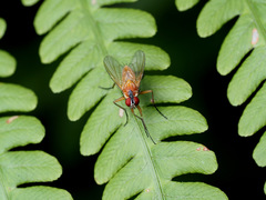 Achanthiptera rohrelliformis