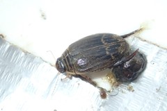 Acilius abbreviatus