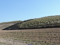 Macrochloa tenacissima