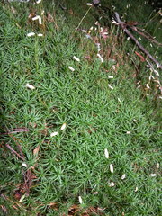 Polytrichum pallidisetum
