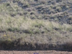 Macrochloa tenacissima