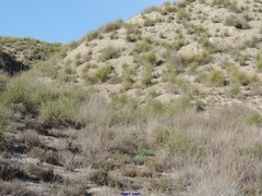 Macrochloa tenacissima