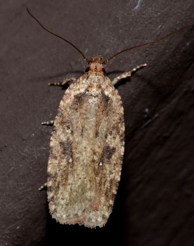 Goldenrod Leaffolder Moth photo 5