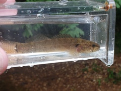 Etheostoma crossopterum