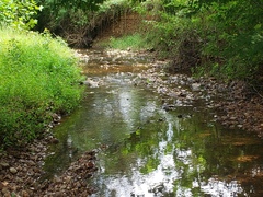 Etheostoma crossopterum