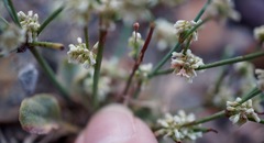 Eriogonum baileyi baileyi
