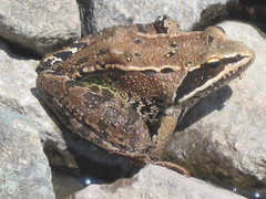 Rana macrocnemis