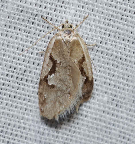 Merrick's Semioscopis photo 2