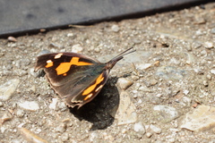 Libythea lepita celtoides