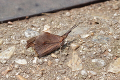 Libythea lepita celtoides