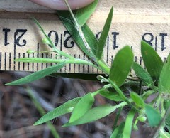 Dichanthelium strigosum