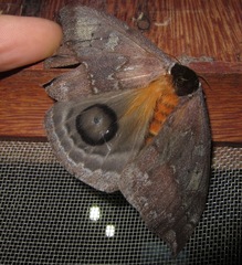 Hemileucinae