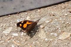 Libythea lepita celtoides