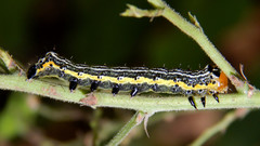 Pyrrhia exprimens