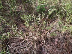 Dichanthelium strigosum