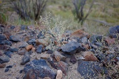 Eriogonum baileyi baileyi