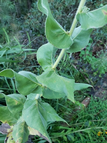 Helianthus mollis iNat (2)