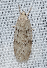 Semioscopis megamicrella