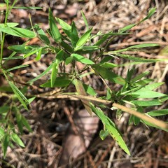 Dichanthelium strigosum