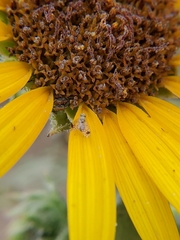 Euarestoides acutangulus