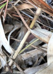 Dichanthelium strigosum