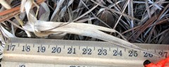 Dichanthelium strigosum