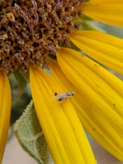 Euarestoides acutangulus