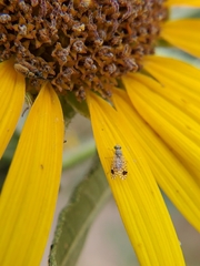 Euarestoides acutangulus