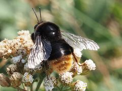 Bombus confusus