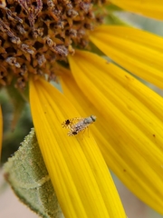 Euarestoides acutangulus