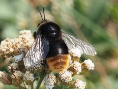 Bombus confusus