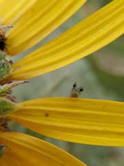 Euarestoides acutangulus
