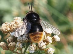 Bombus confusus