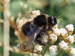 Bombus confusus