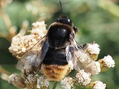 Bombus confusus