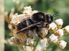 Bombus confusus