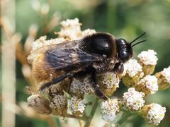 Bombus confusus