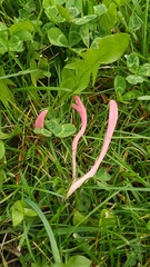 Clavaria rosea