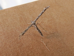 Hellinsia inquinatus