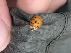 Harmonia axyridis