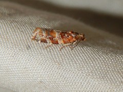 Argyrotaenia tabulana