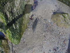 Trachurus