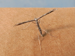 Hellinsia inquinatus