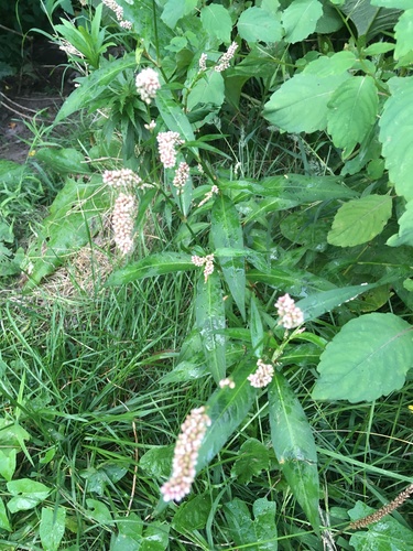 Persicaria maculosa iNat (1)