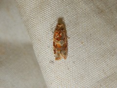 Argyrotaenia tabulana