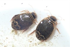 Acilius abbreviatus