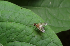 Rhagio