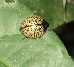 Aegithus punctatissimus