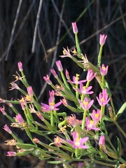 Zeltnera muehlenbergii