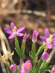 Zeltnera muehlenbergii